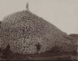 Cattle-Skulls
